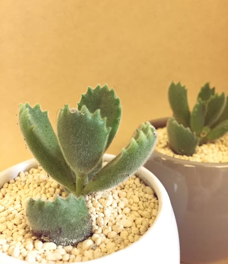 (盆栽) 熊童子 Bear's Paw 多肉植物 療癒小物 小盆栽 辦公室小物