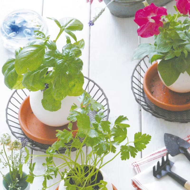 【福利品特賣】紙盒精裝版 eggling 植物栽培蛋 / 花系列 (附陶盆