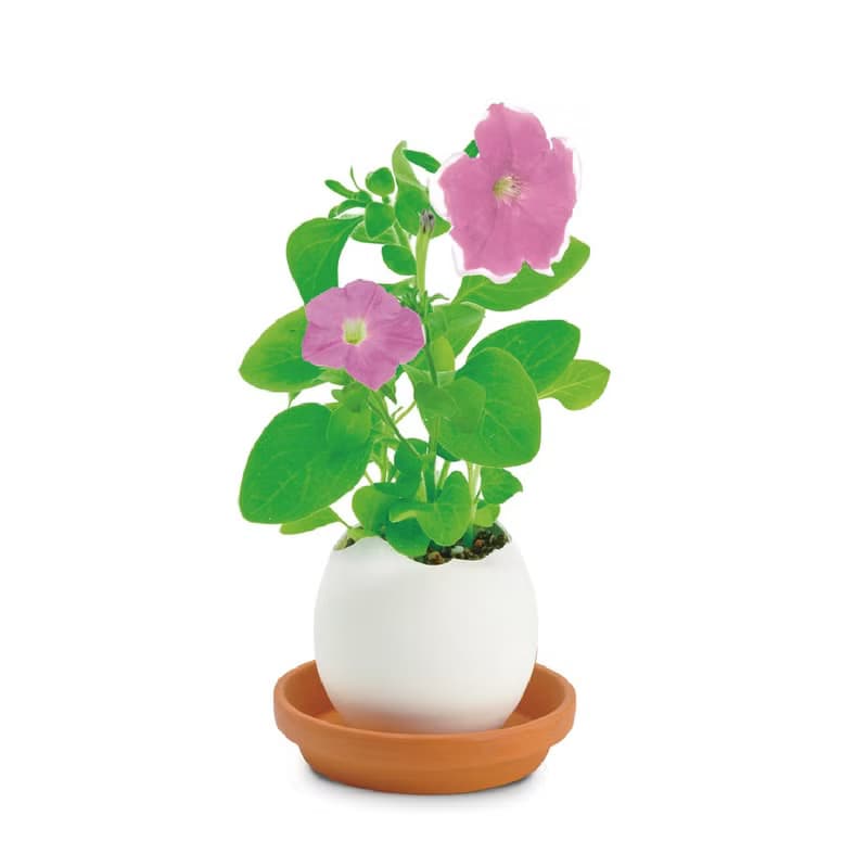 【福利品特賣】紙盒精裝版 eggling 植物栽培蛋 / 花系列 (附陶盆