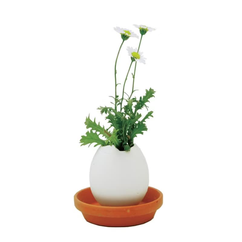 【福利品特賣】紙盒精裝版 eggling 植物栽培蛋 / 花系列 (附陶盆