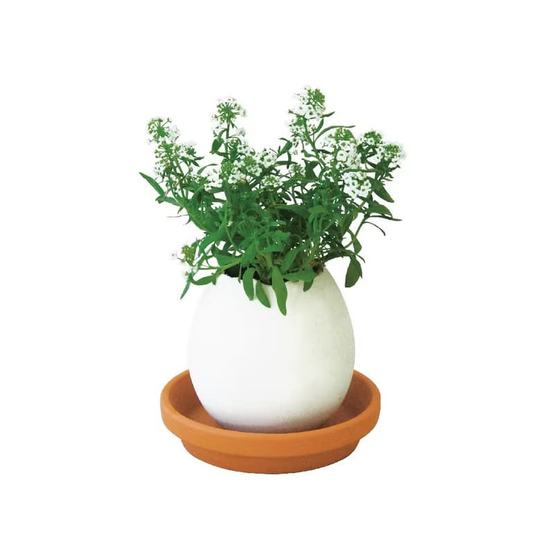 【福利品特賣】紙盒精裝版 eggling 植物栽培蛋 / 花系列 (附陶盆