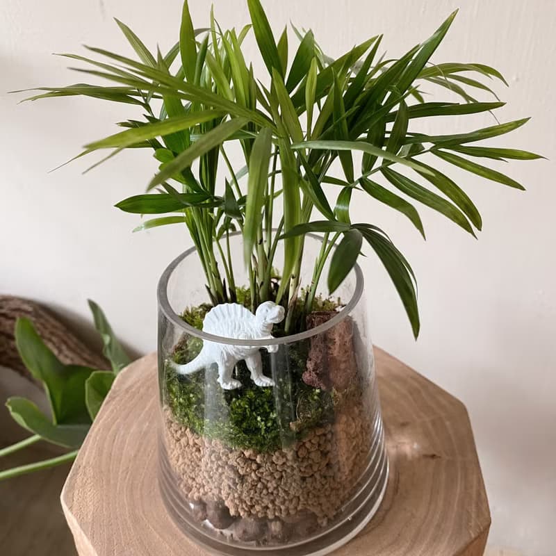 袖珍椰子苔蘚植栽 恐龍火山景觀 寵物友善