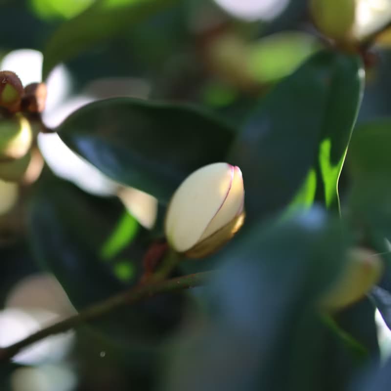 【含笑花 烏龍】古典薰花工藝 台灣原葉立體袋茶 30入