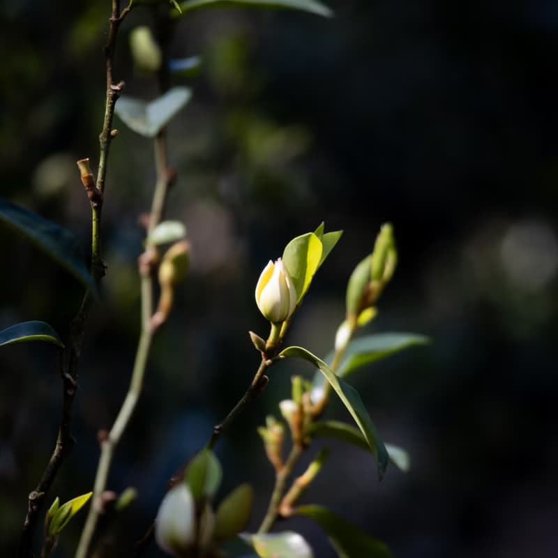 【含笑花 烏龍】古典薰花工藝 台灣原葉立體袋茶 30入