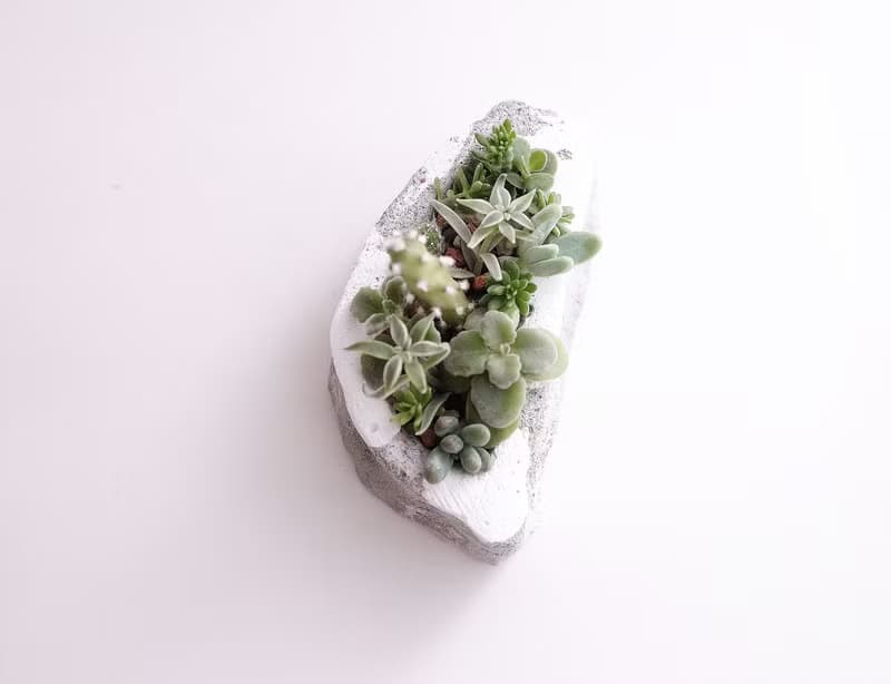 台灣下雪 多肉植物 水泥盆栽  雪  台灣造型 父親節禮物 交換禮物