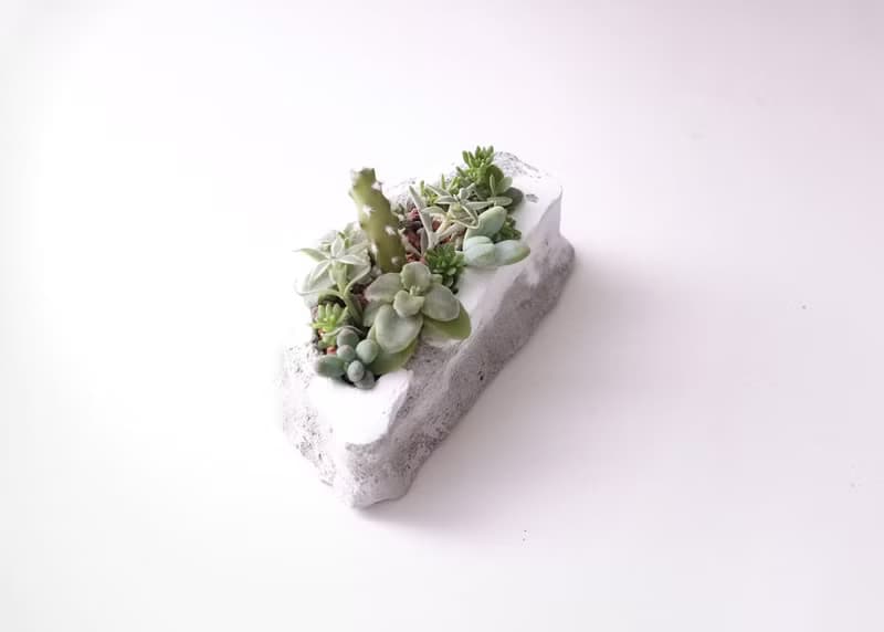 台灣下雪 多肉植物 水泥盆栽  雪  台灣造型 父親節禮物 交換禮物