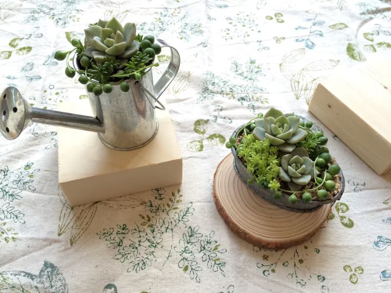 (盆栽) 園丁生活組合 含冷衫底座 The Set of Gardener's Life