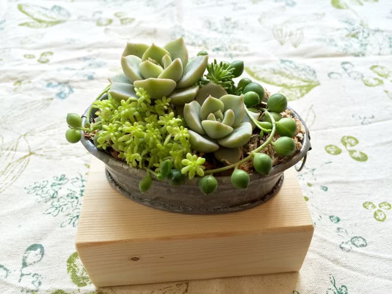 (盆栽) 園丁生活組合 含冷衫底座 The Set of Gardener's Life