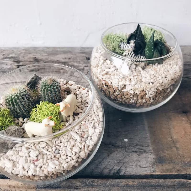 mini zoo 小星球 迷你仙人掌植栽