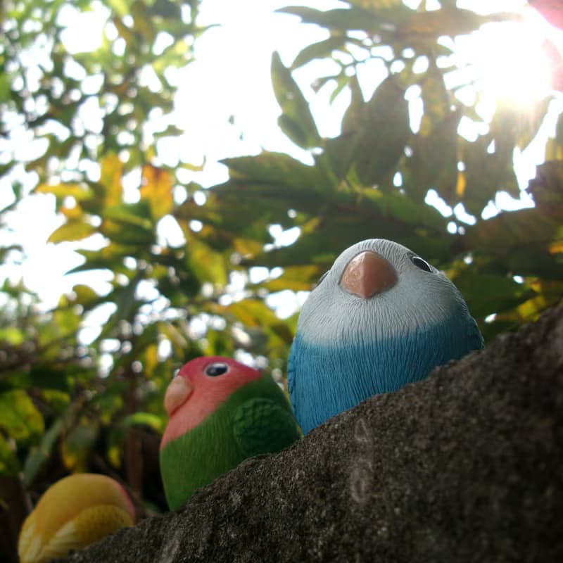 療癒圓滾滾系列-愛情鳥(小鸚)Inseparables(Love Bird)