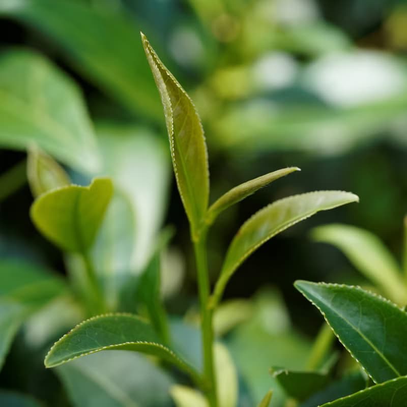 【百年 生烏龍】高山清香製法 灣原葉散茶 120克