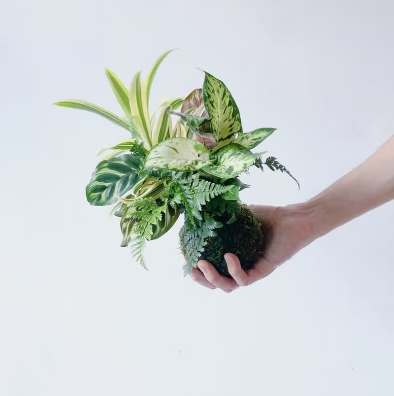 苔球植栽開幕盆栽