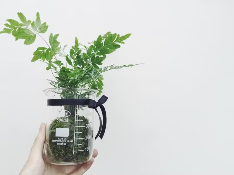 寂寞星球 苔球植栽 季節性蕨類植栽