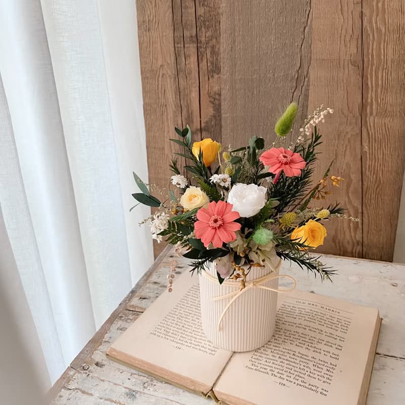 春日小雛菊永生盆花