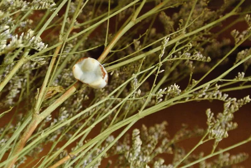 【 T - C 】耳環 日本白瓷 瓷器  限量 自然釉色 無限看不膩色調 攝氏1350高溫燒製