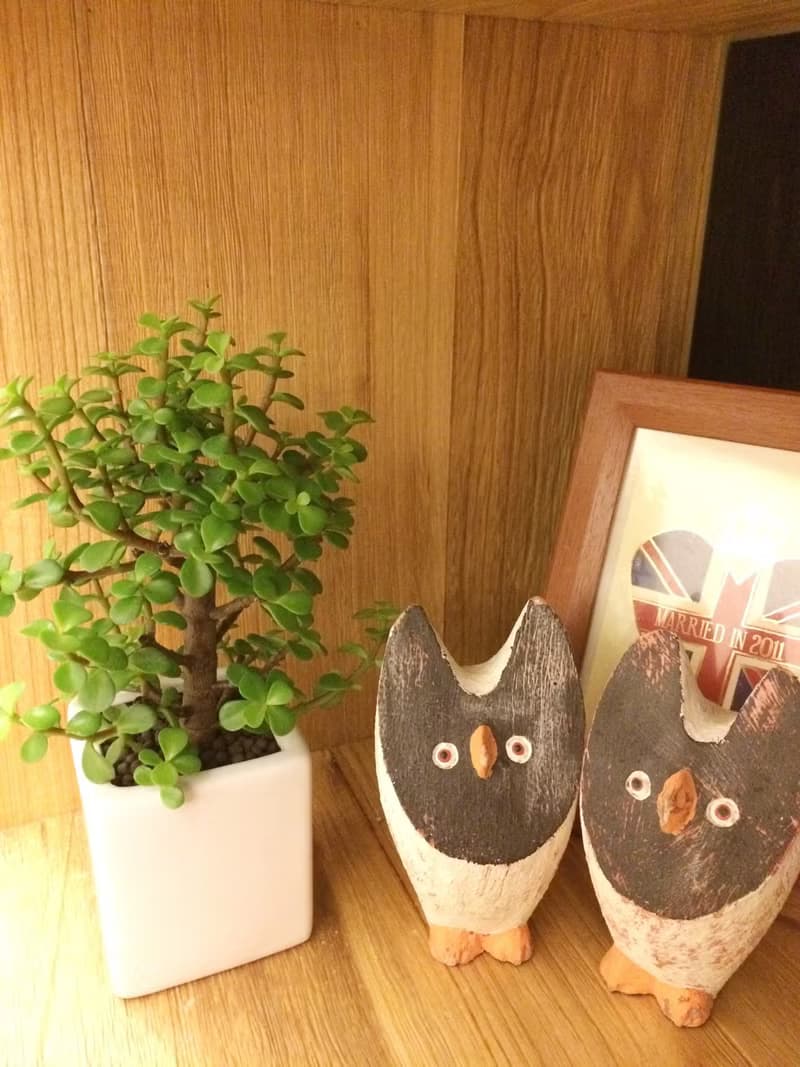 (盆栽) 休日 Leave of Absence (多肉植物 療癒 送禮 辦公小物)
