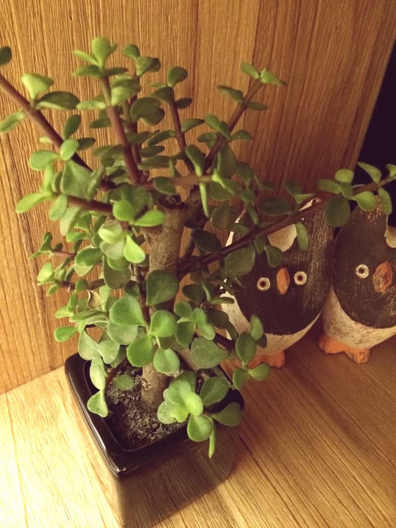 (盆栽) 休日 Leave of Absence (多肉植物 療癒 送禮 辦公小物)