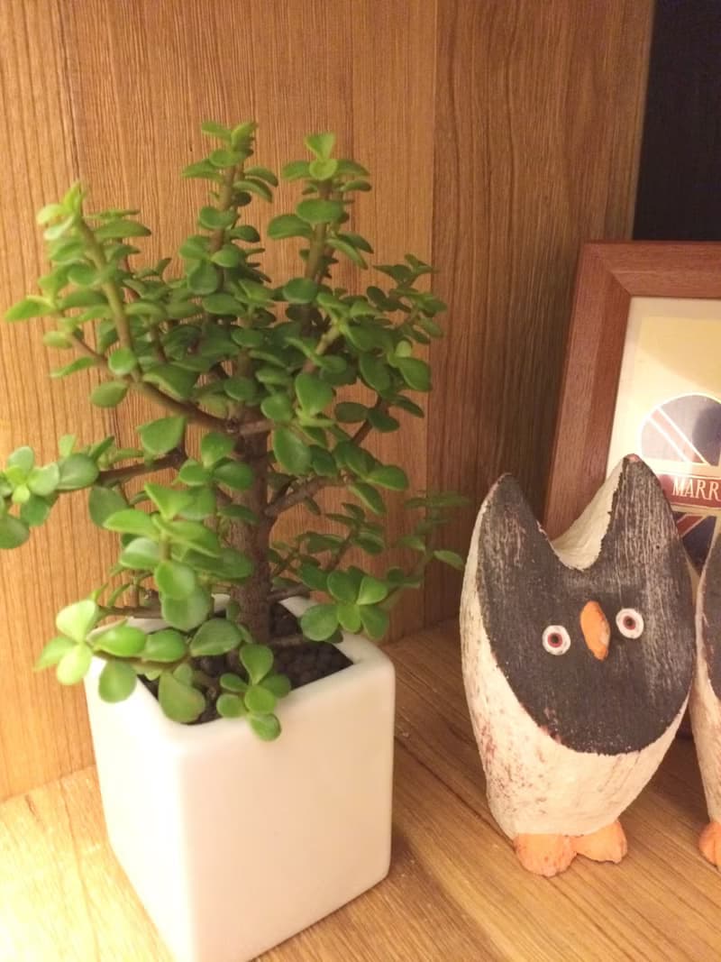 (盆栽) 休日 Leave of Absence (多肉植物 療癒 送禮 辦公小物)