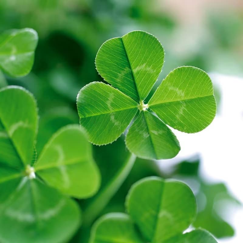 CLOVER 心形栽培套組 / 四葉幸運草
