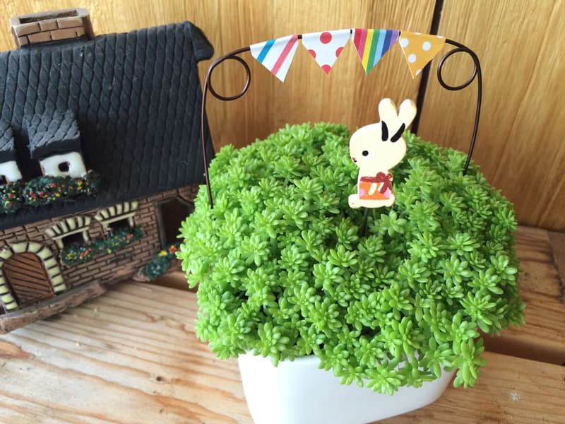 (盆栽) 園遊會 Carnival (多肉植物 療癒 辦公小物 送禮)