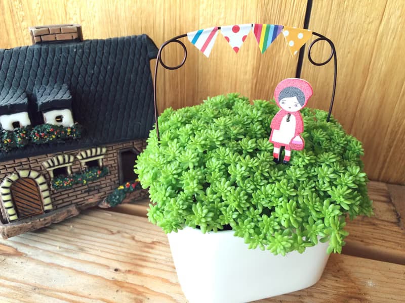 (盆栽) 園遊會 Carnival (多肉植物 療癒 辦公小物 送禮)