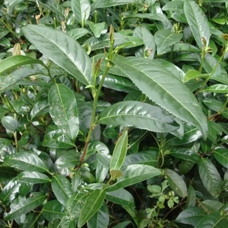 【野樂茶】台灣紅茶風味圖譜-阿里山青心大冇紅茶  無農藥殘留