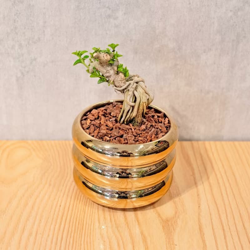 壽娘子小盆栽 金色凸圆形盆器 桌上型室內植物推薦 巧繪網植物館