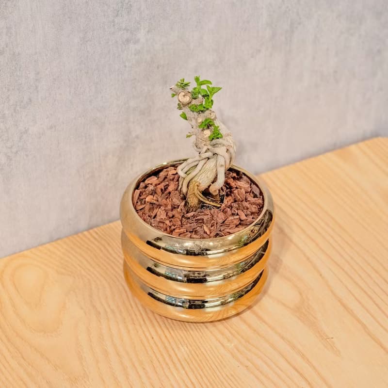 壽娘子小盆栽 金色凸圆形盆器 桌上型室內植物推薦 巧繪網植物館