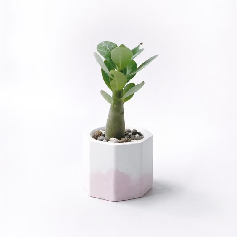 (預購) 草莓牛奶系列 | 沙漠玫瑰 小八角形雙色水泥多肉植栽