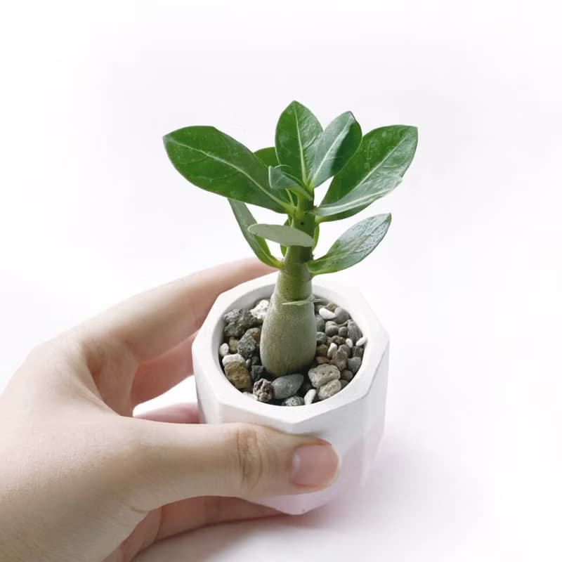 (預購) 草莓牛奶系列 | 沙漠玫瑰 小八角形雙色水泥多肉植栽