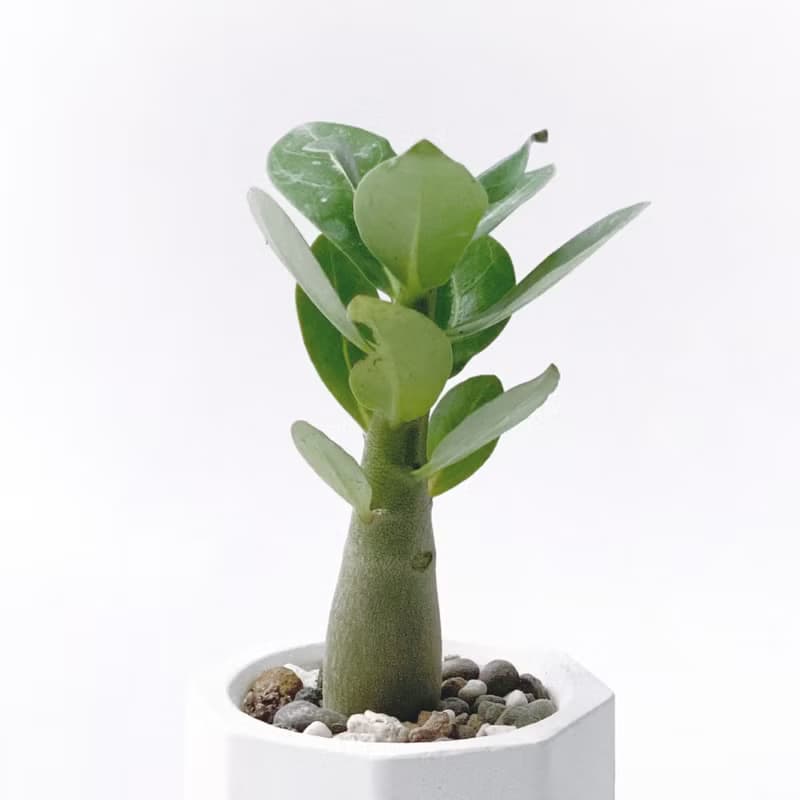 (預購) 草莓牛奶系列 | 沙漠玫瑰 小八角形雙色水泥多肉植栽