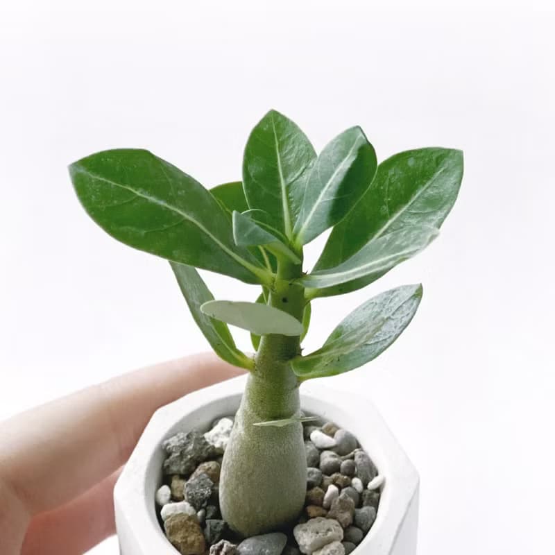 (預購) 草莓牛奶系列 | 沙漠玫瑰 小八角形雙色水泥多肉植栽