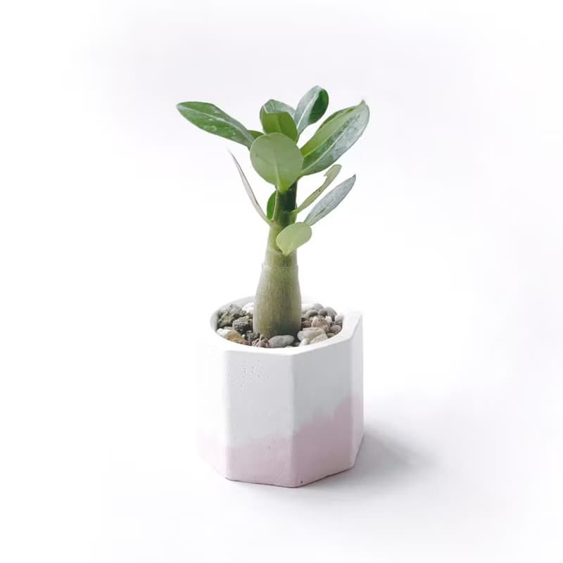 (預購) 草莓牛奶系列 | 沙漠玫瑰 小八角形雙色水泥多肉植栽