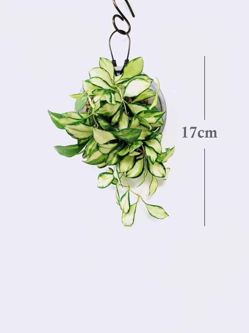 斑葉燒賣毬蘭│水泥上板植栽│陽台植物│喜光植物│觀葉植物