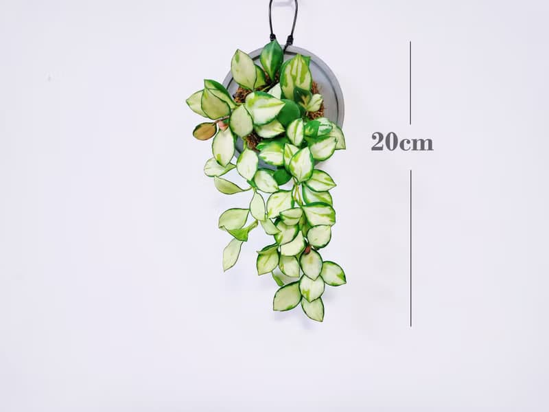 斑葉燒賣毬蘭│水泥上板植栽│陽台植物│喜光植物│觀葉植物
