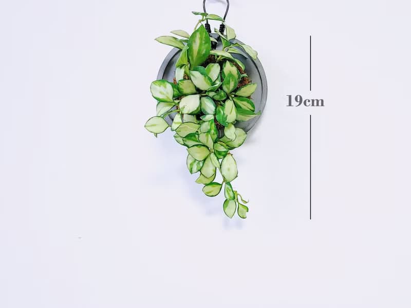 斑葉燒賣毬蘭│水泥上板植栽│陽台植物│喜光植物│觀葉植物