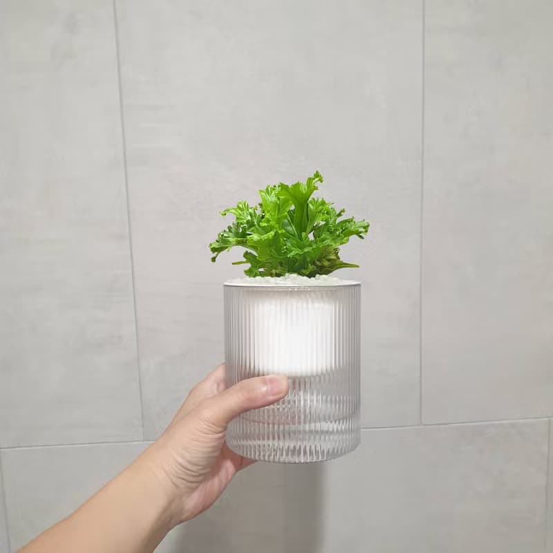 植栽 室內盆栽 無印風 鹿角山蘇