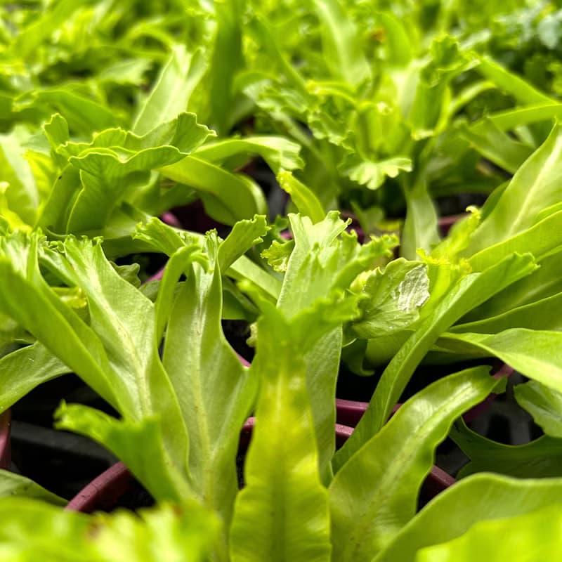 植栽 室內盆栽 無印風 鹿角山蘇