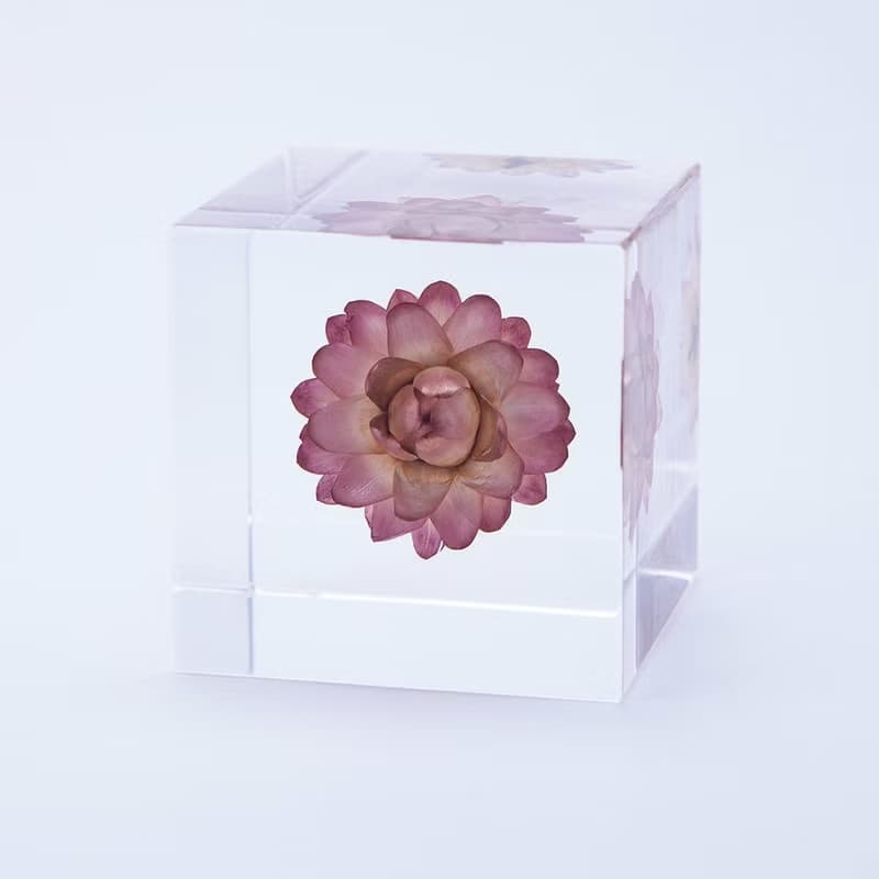 Sola cube 蠟菊立方塊_適應各種環境