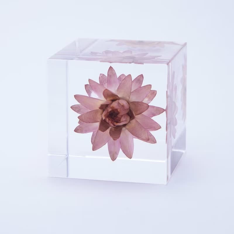 Sola cube 蠟菊立方塊_適應各種環境