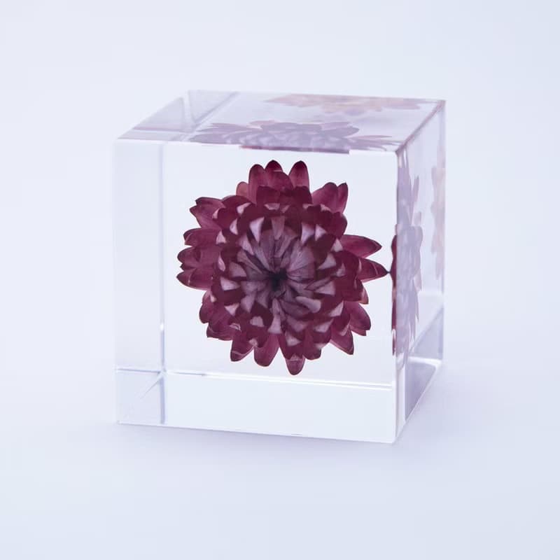 Sola cube 蠟菊立方塊_適應各種環境