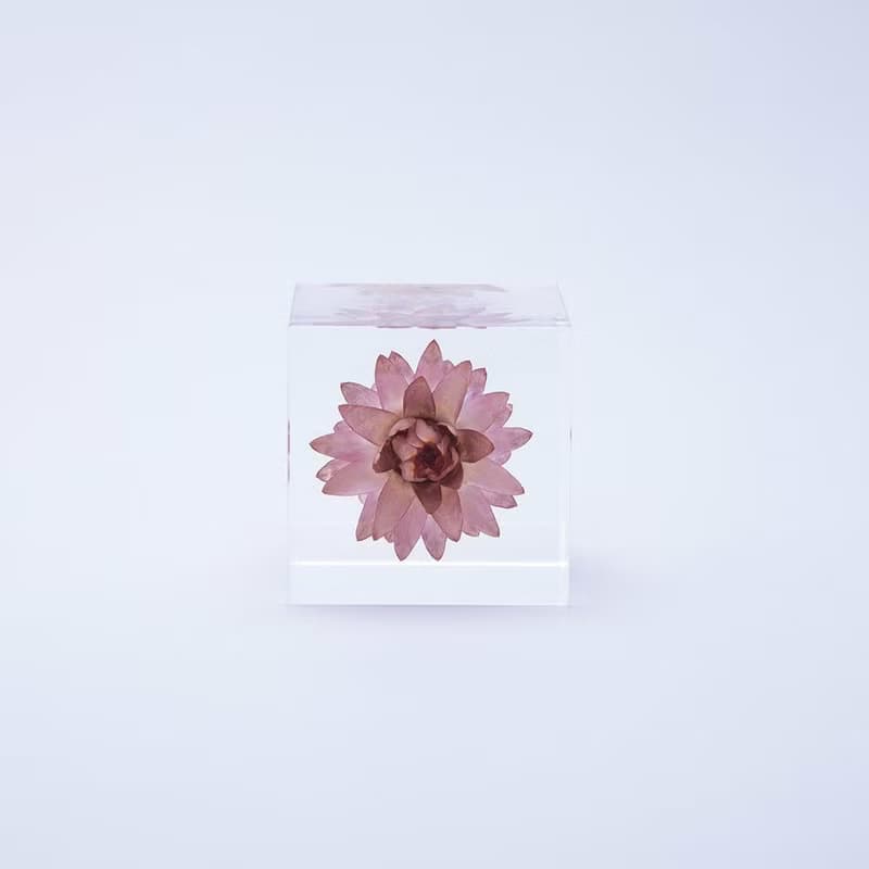 Sola cube 蠟菊立方塊_適應各種環境