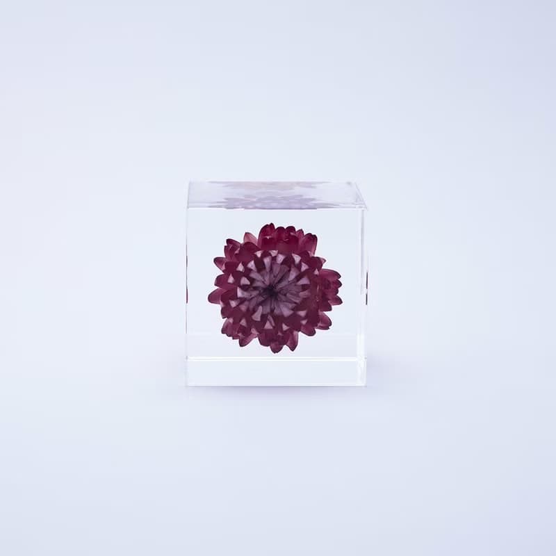 Sola cube 蠟菊立方塊_適應各種環境