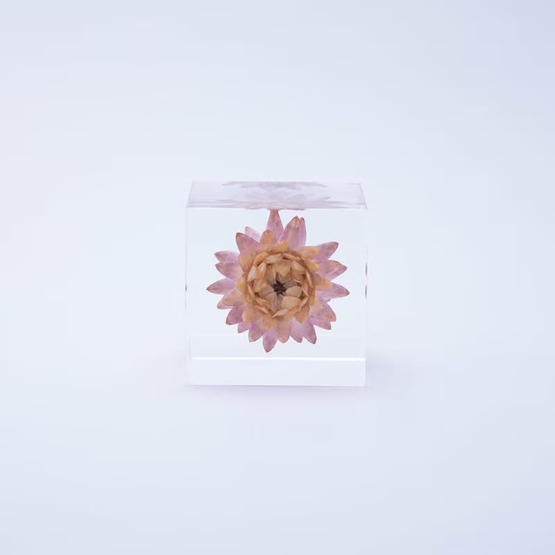 Sola cube 蠟菊立方塊_適應各種環境