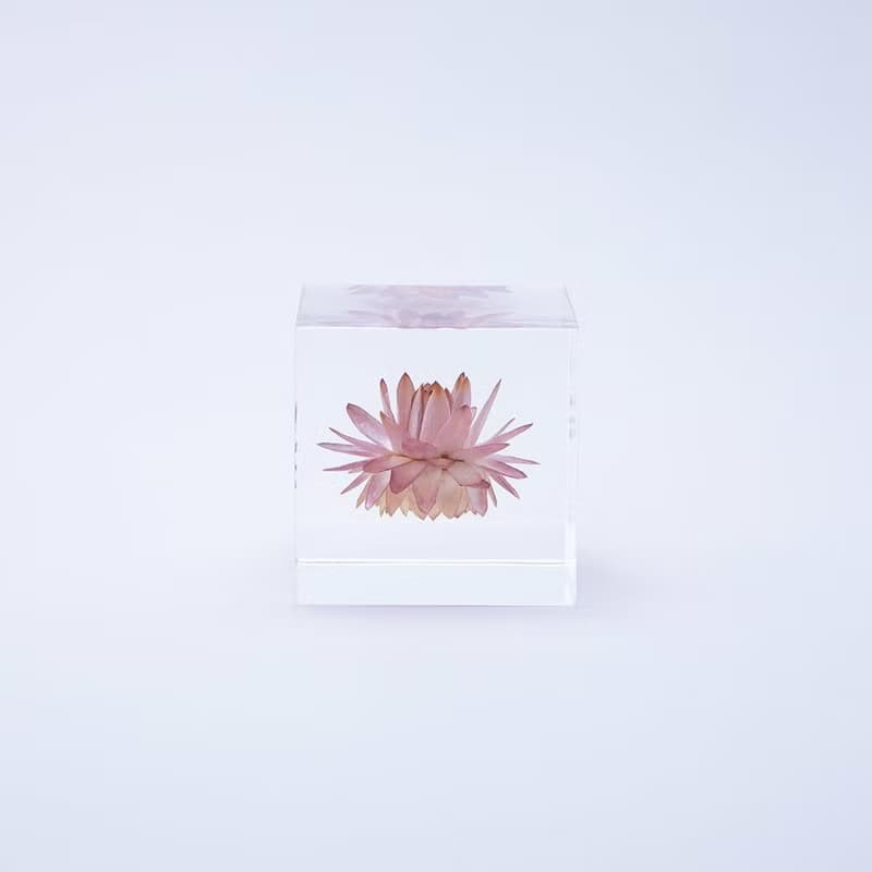 Sola cube 蠟菊立方塊_適應各種環境