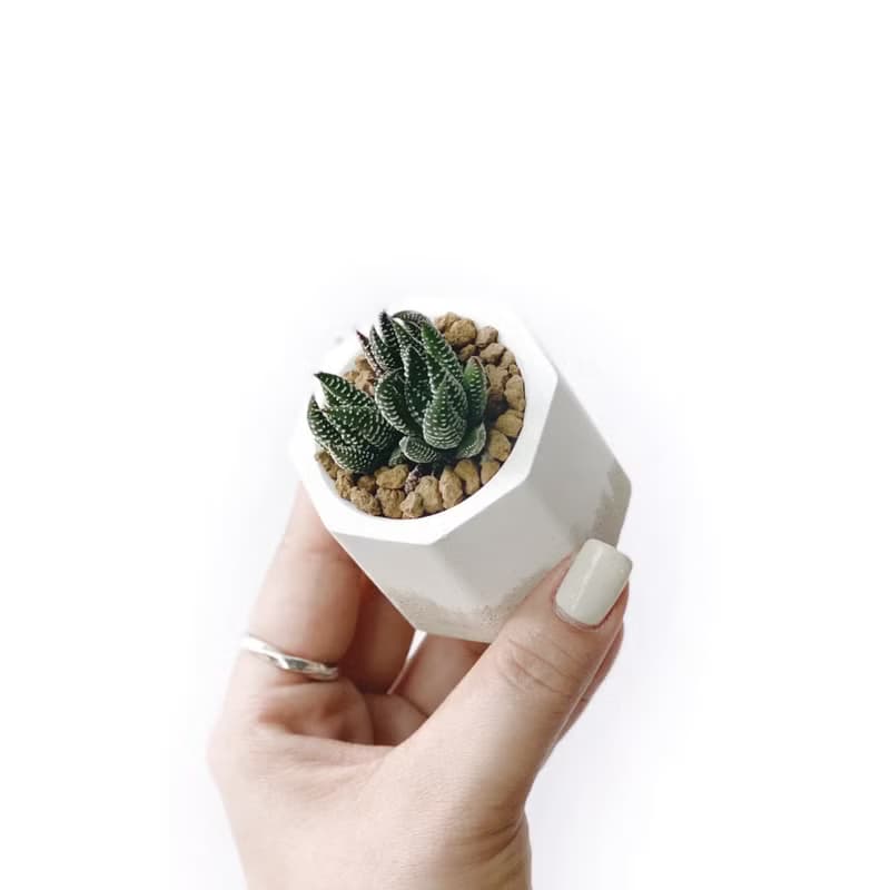 (現貨) 奶茶系列 | 鷹爪 小八角形雙色水泥仙人掌植栽