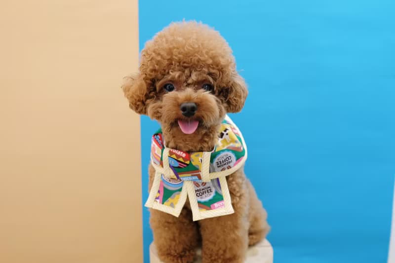 綠色懷舊朱古力 x 蛋黃間條 蝴蝶cut (方腳)