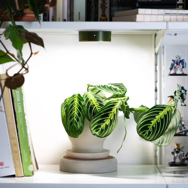 ONF MIST O 植霧光 綠 全光譜LED磁吸植物燈 植栽 室內植物