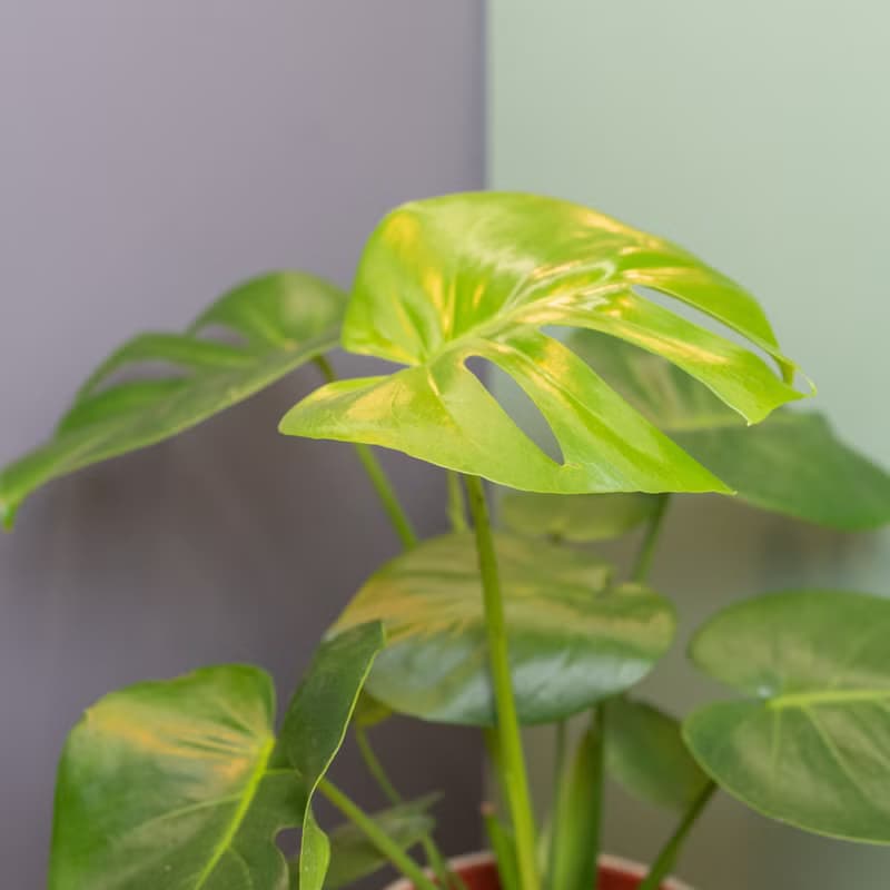 水泥景觀盆－龜背芋