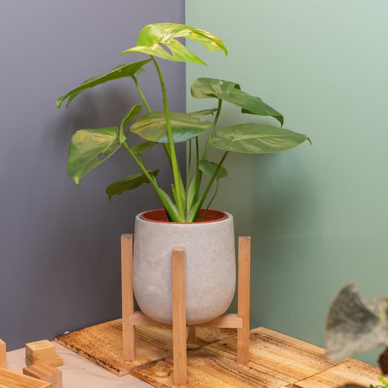 水泥景觀盆－龜背芋